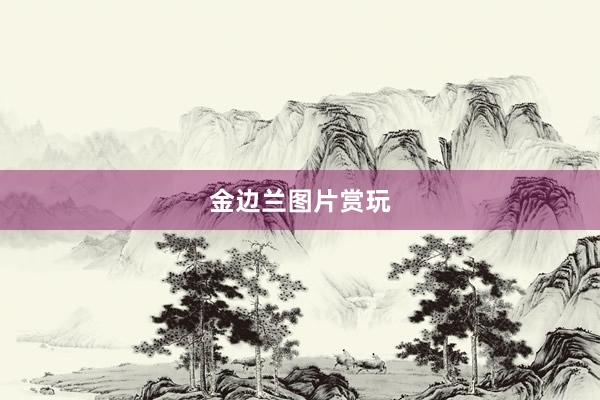金边兰图片赏玩